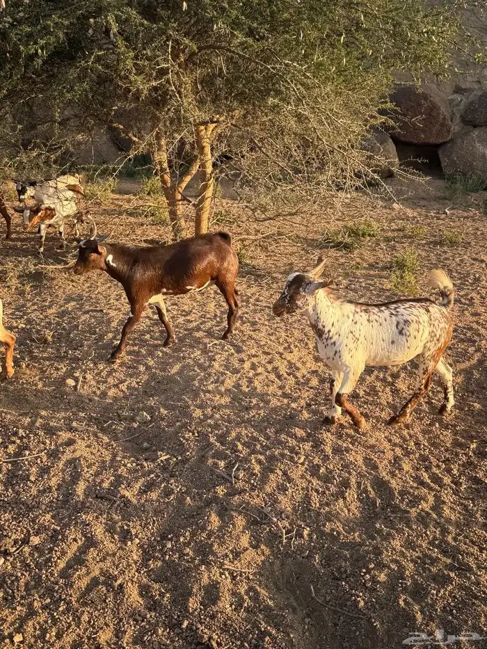 تيوس بلدي ساس وتربية فل شحم 5