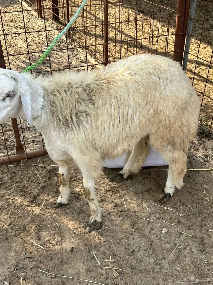 خروفين للبيع 3