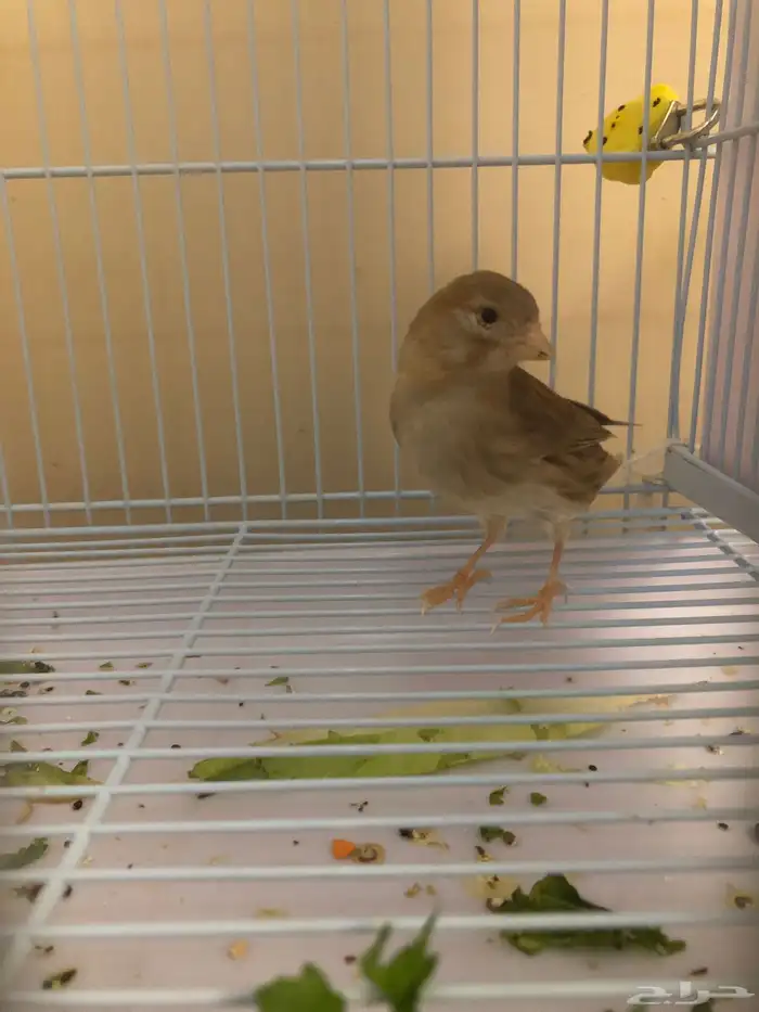 ذكر كناري سوري 2