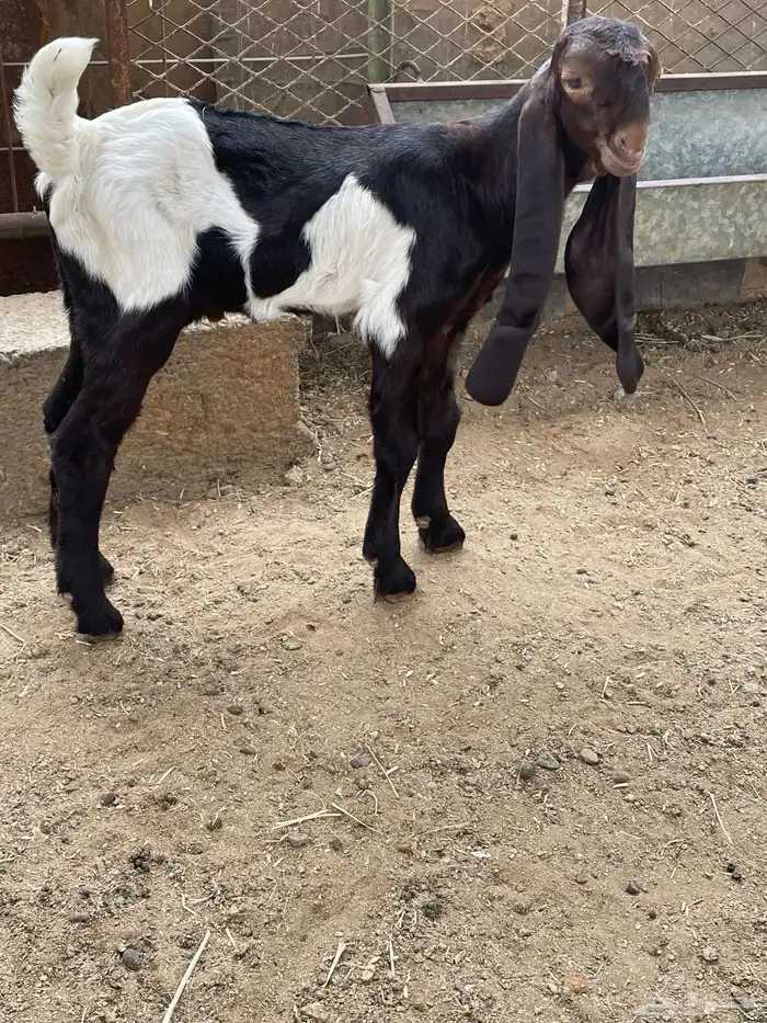 تيس هندي نادر 0