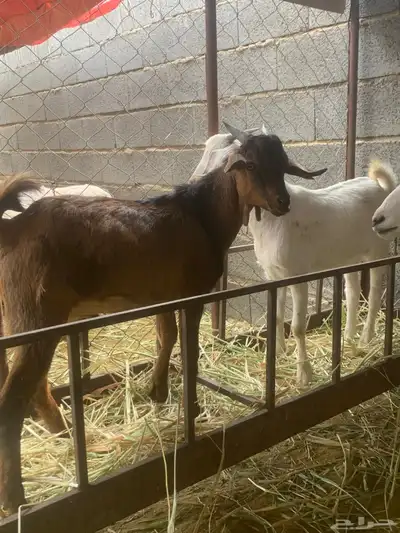 تيوس للبيع index