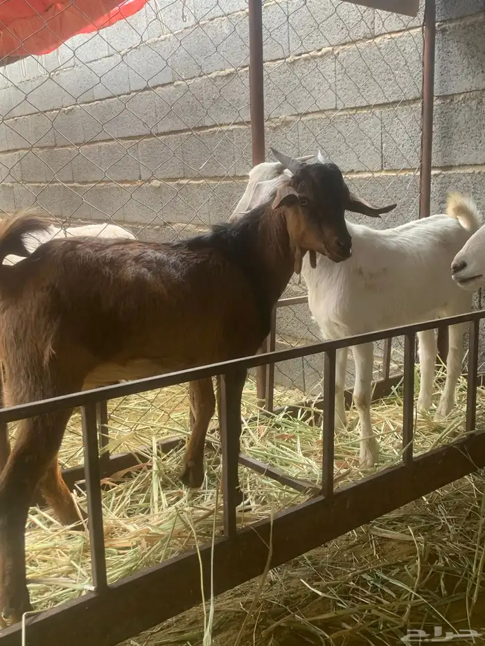 تيوس للبيع 1