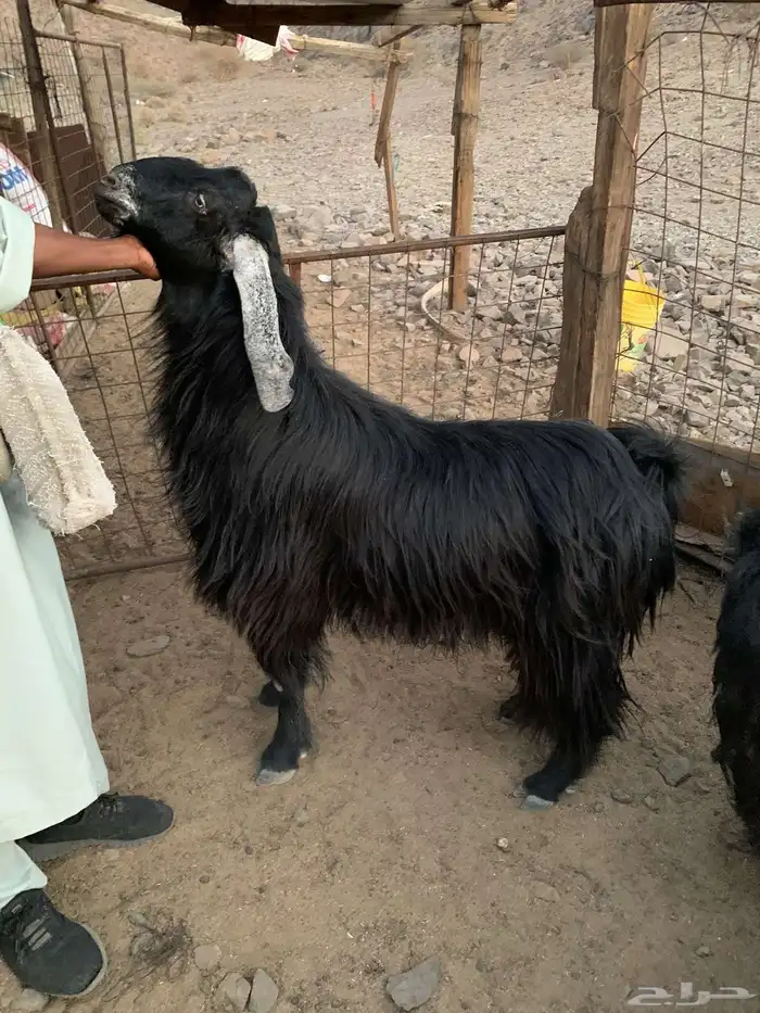 تم البيع الله يبارك للمشتري 0