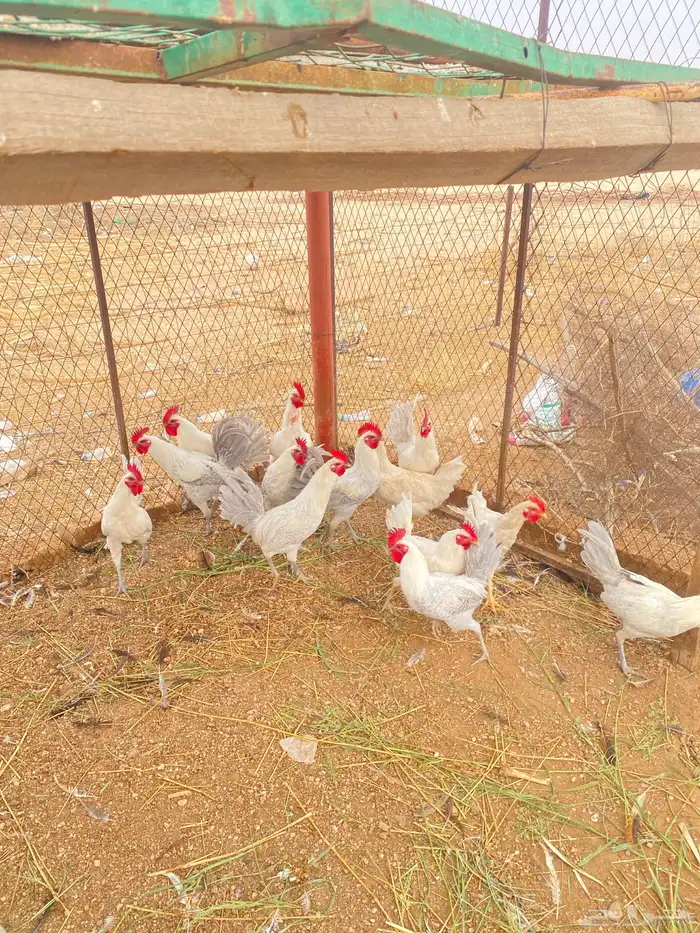 اللبيع اديكه 2