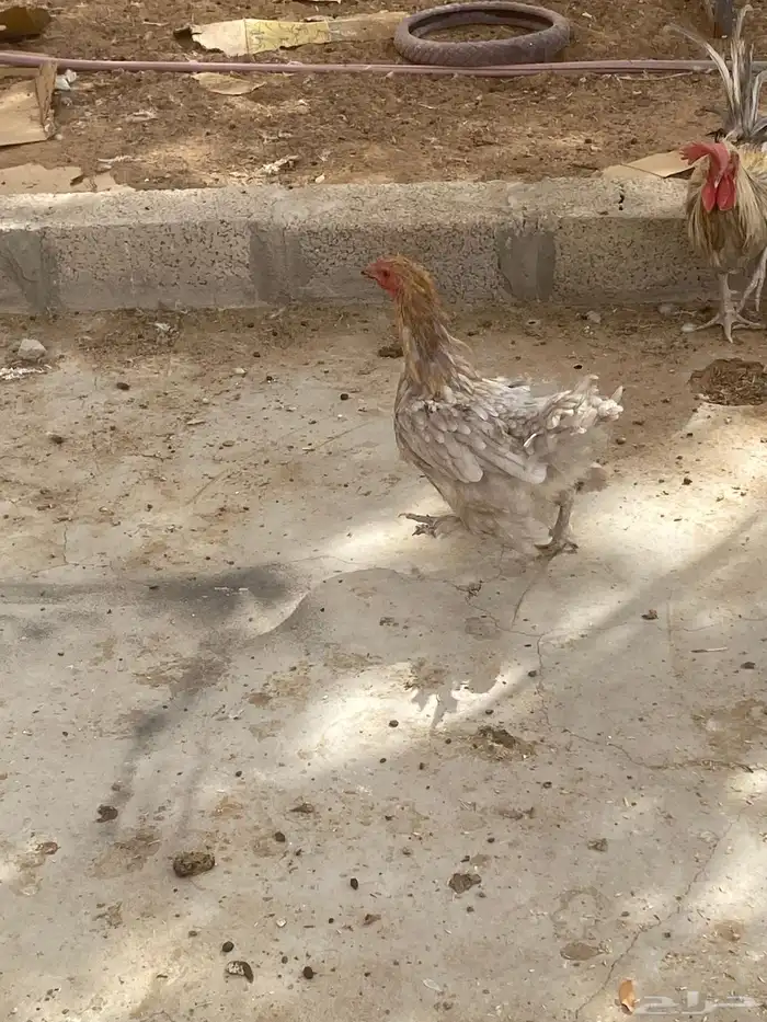 دجاج براهما 2