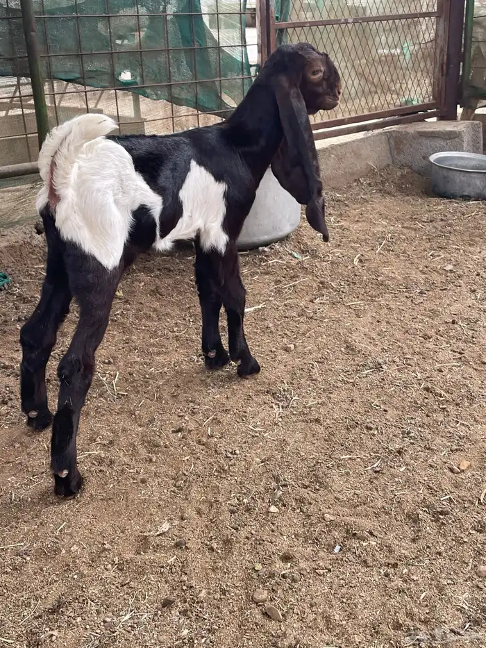 تيس هندي نادر 2