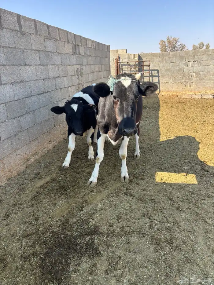 بقر نوع هولندي للبيع مع عجوله 1