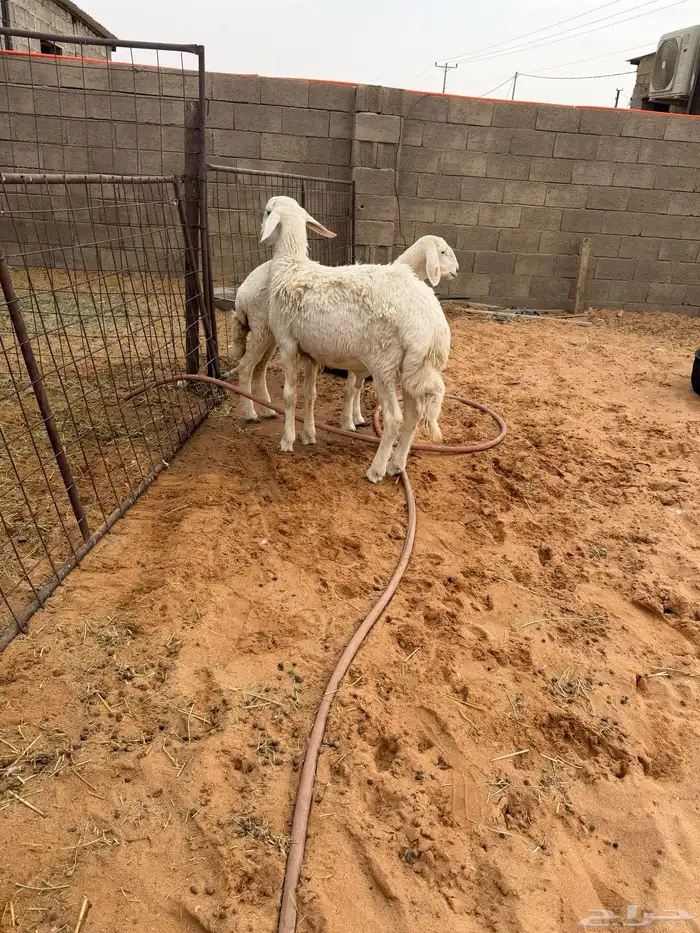 ذبايح نجد وحري 1