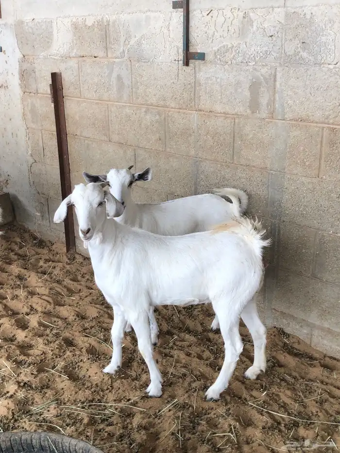 جفار بيشيه 2