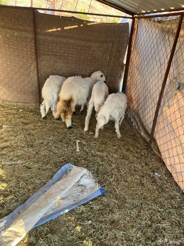 خروفين ورخلين سمان 1