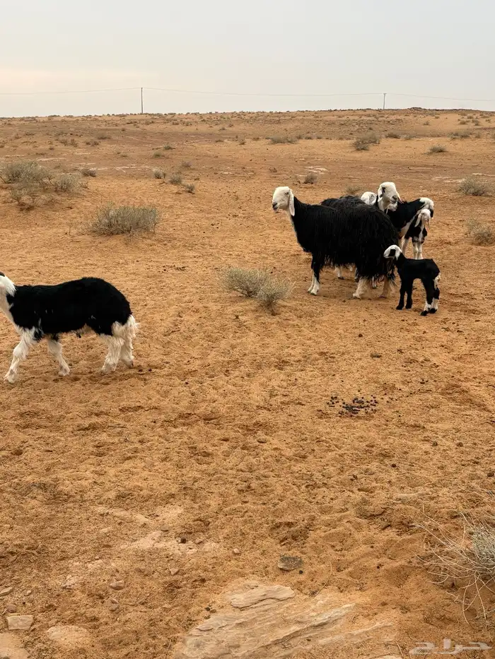 ظان مواليد أسنانها توها مسدسه ديوسها على شطر واحد معها ثلاث 0