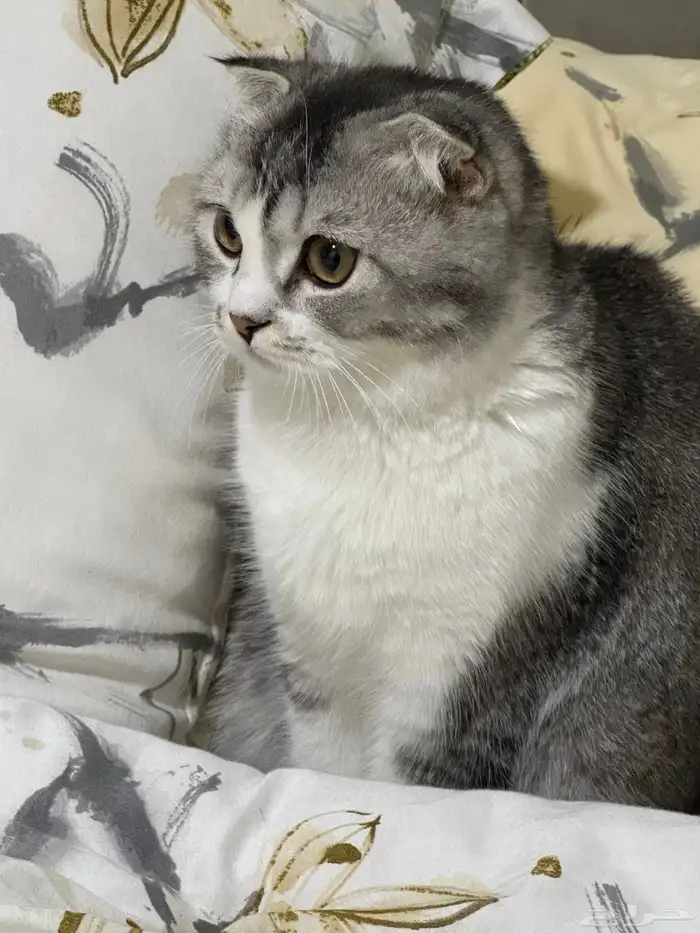 قطين سكوتش فولد للتبني 0