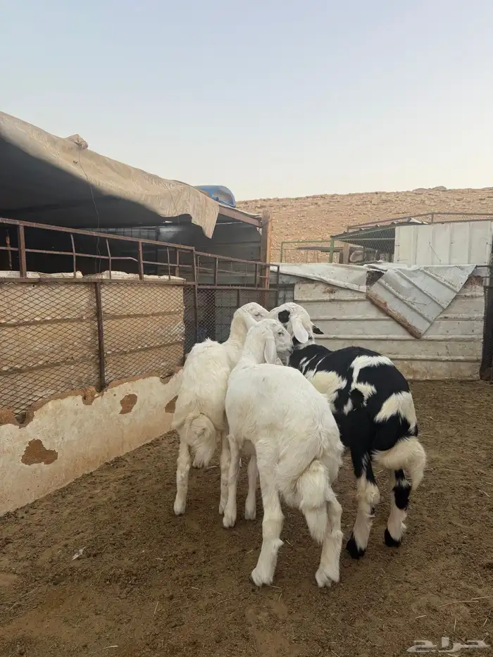 خرفان للبيع 1