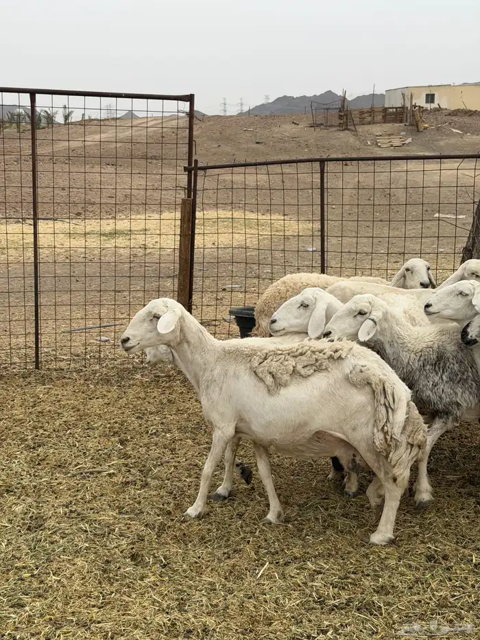 ضان حريات ولد ومضاريع نظيفه الحد 1350 11