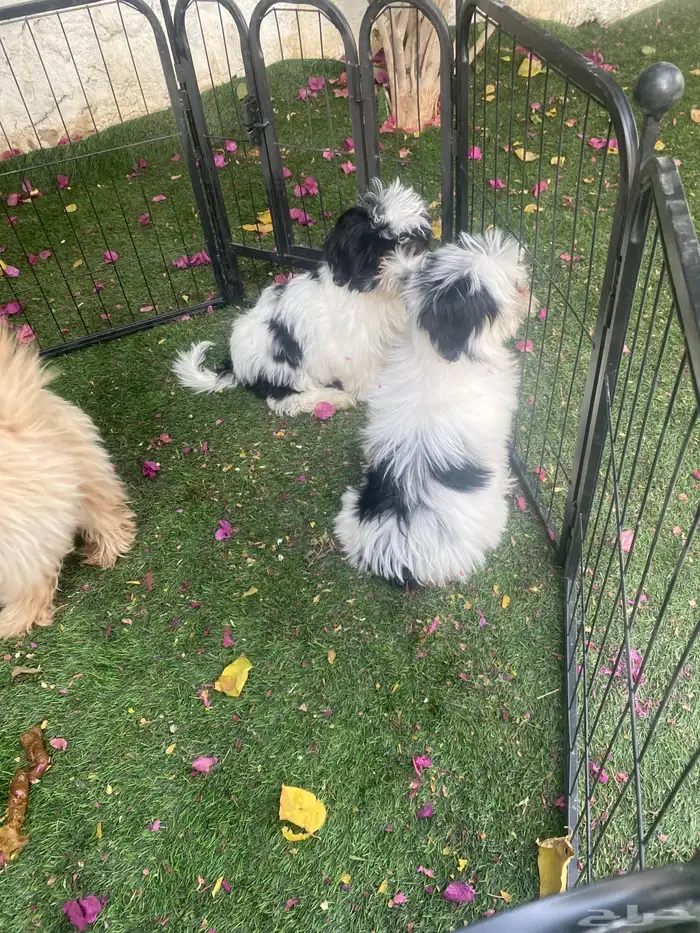 كلاب شيتزو 2