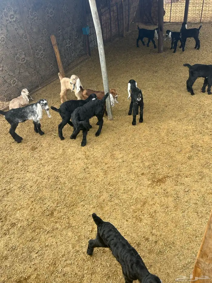 بيع معزا ولد 3