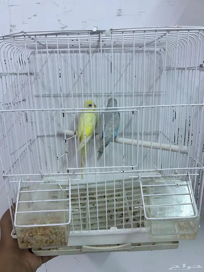 أزواج بادجي 2