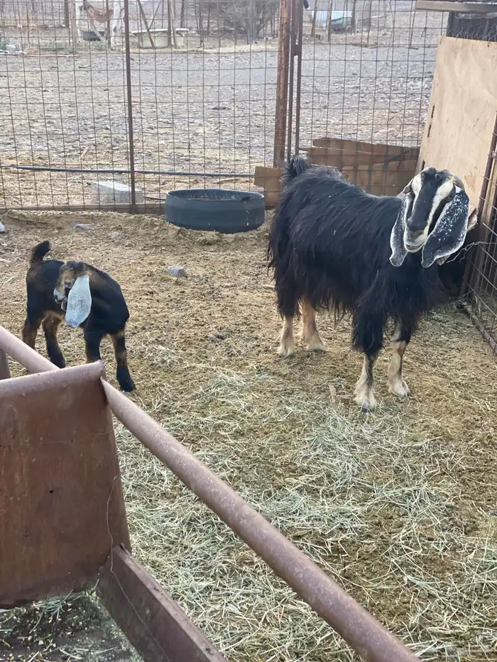 للبيع عنز ولد بدون سنون 0