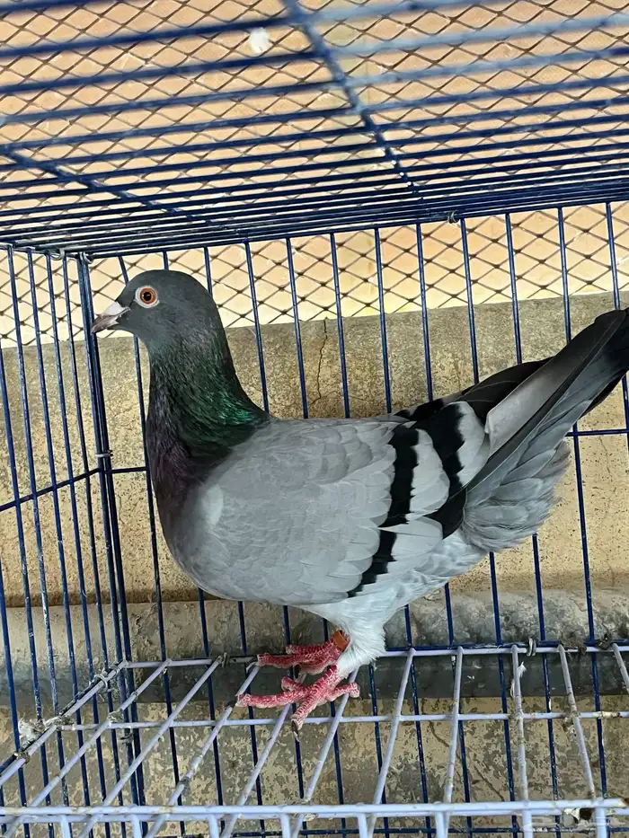 حمام زاجل هولندي 5