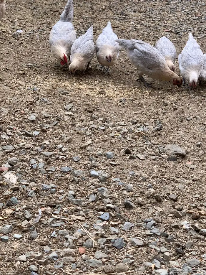 دجاج فيومي قولد ( بشاير ) 6