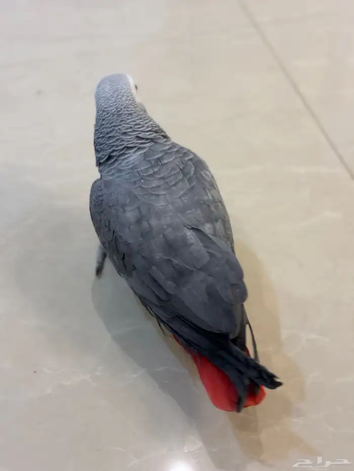 كاسكو اليف متكلم 14