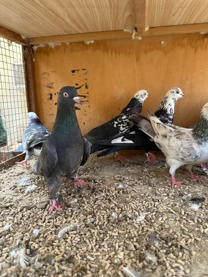 حمام هندي وقطائف 14