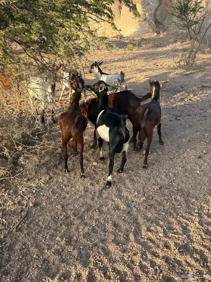 تيوس بلدي ساس وتربية فل شحم 4