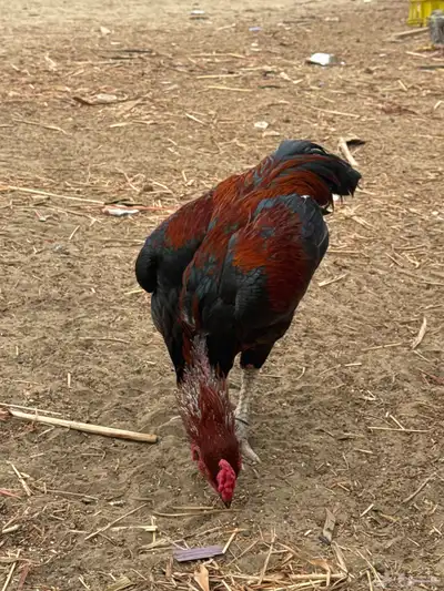 ديك بكستاني index