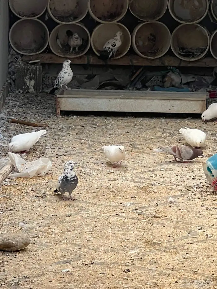 حمام للبيع فيه جمله وت فريدي الجملة 250 العدد 22 حمامه منتج 12