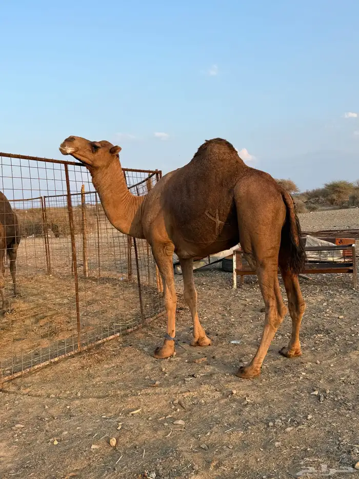 بعير حمر مشروط ضراب وعشار 2