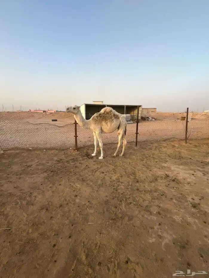 بكره للبيع 2