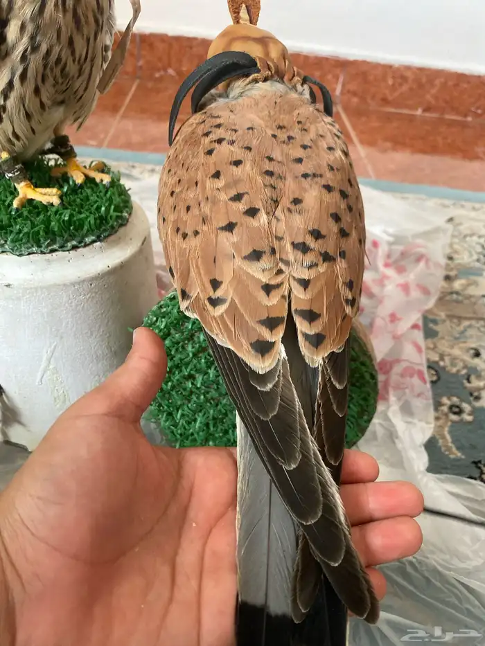 شبوط للبيع وحش طرح امس تاريخ14نوفنبر وحش ماصقر 2