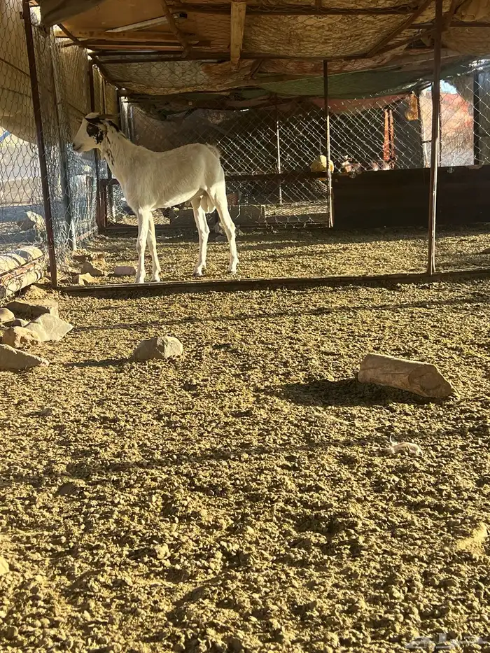 فحل جذع عمره سنه يضرب تأم 6