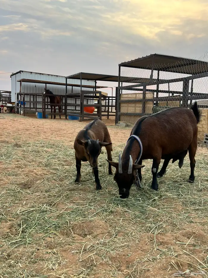 جفره قزمية 1