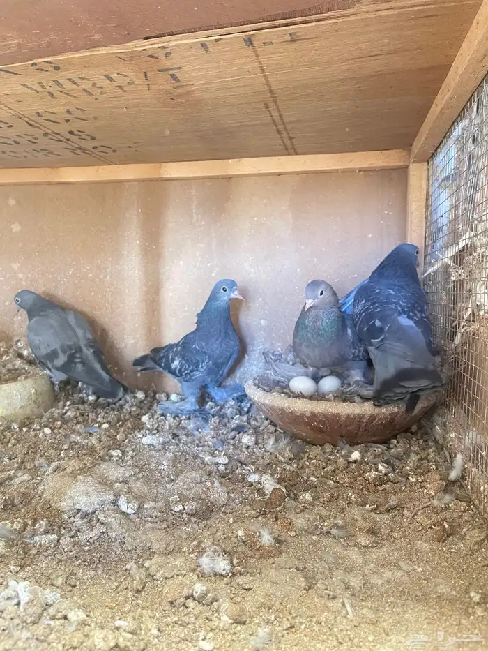 للبيع زوج حمام صنعاني بإنتاجه 1