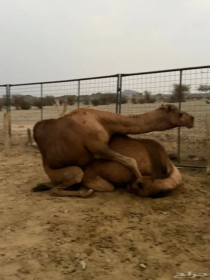 بعير حمر مشروط ضراب وعشار 16