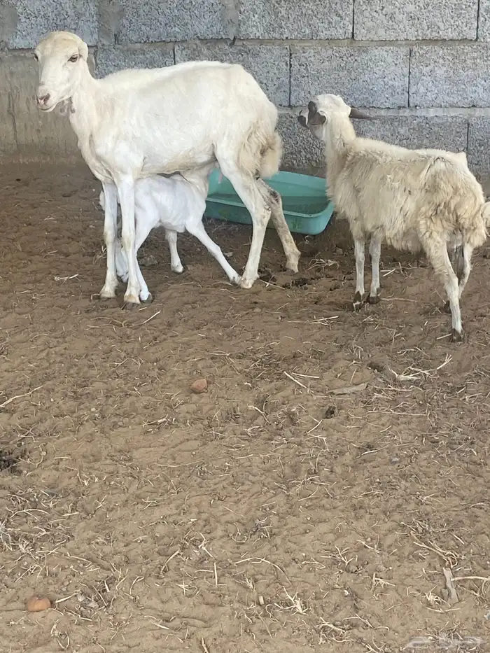 نعجه منتوج ثني معها رخل وفرير ماهو ولدها 1