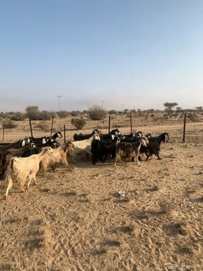 معزا مراح واحد عدد 32 5