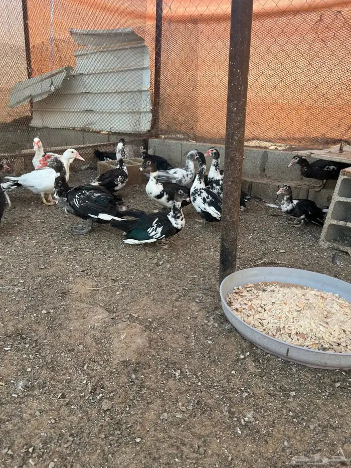 بط اعمارهن 10شهور عددهن 15 الموقع دومه 1