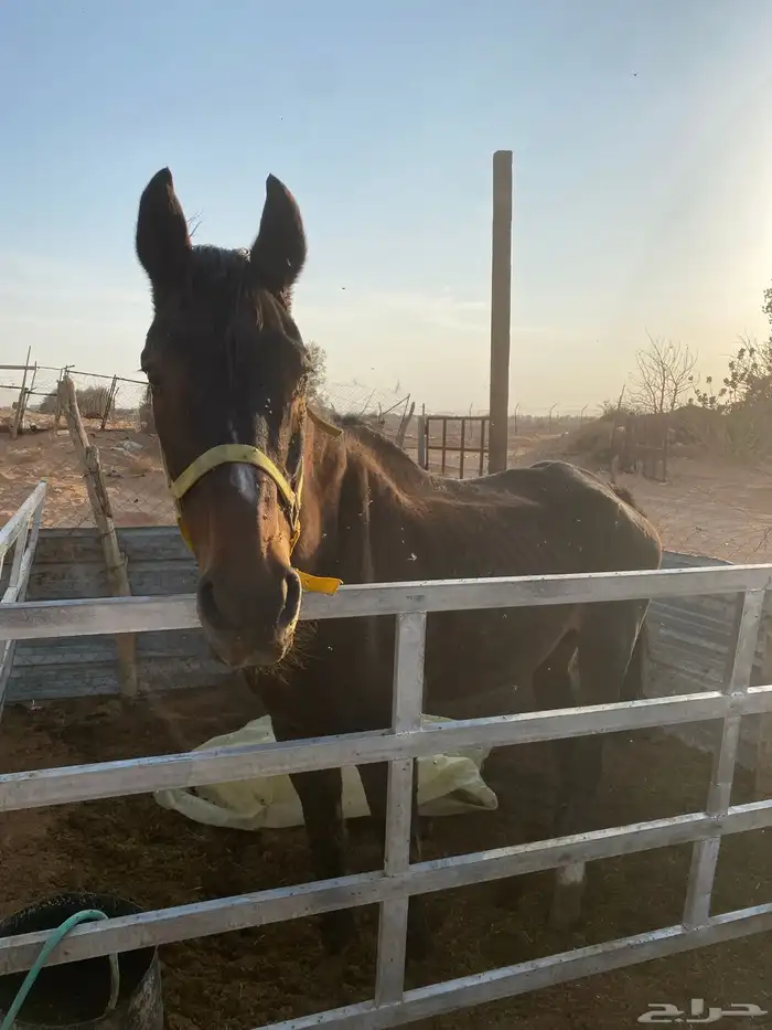 فرس انقليزي كفووو 5