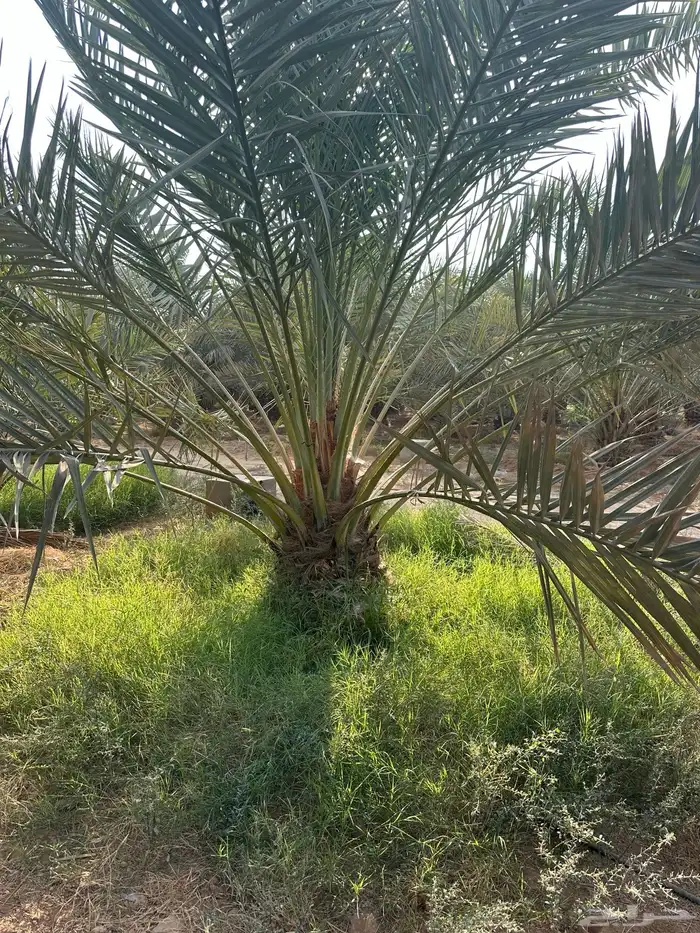 نخل لبيع انواع نادره 1