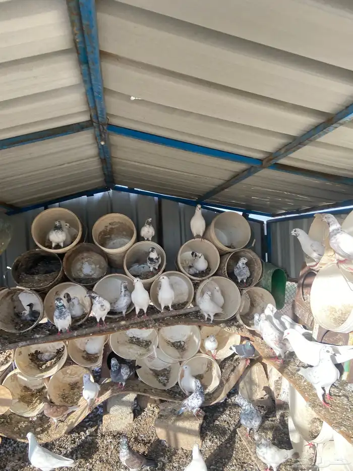 حمام فرنسي 0