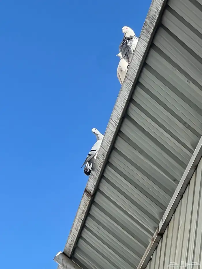 حمام للبيع فيه جمله وت فريدي الجملة 250 العدد 22 حمامه منتج 14