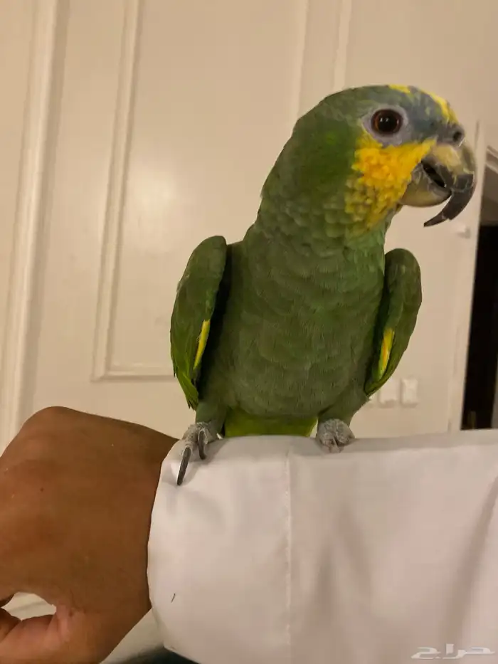 امزوني اليف هدد 0