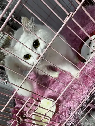 قطط تبني index