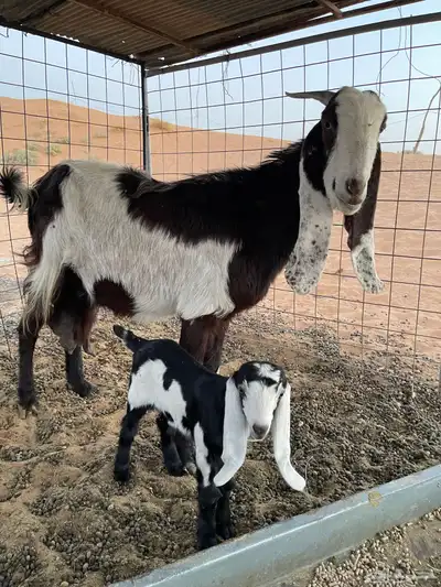 عنز طيبه والد معها تيس index