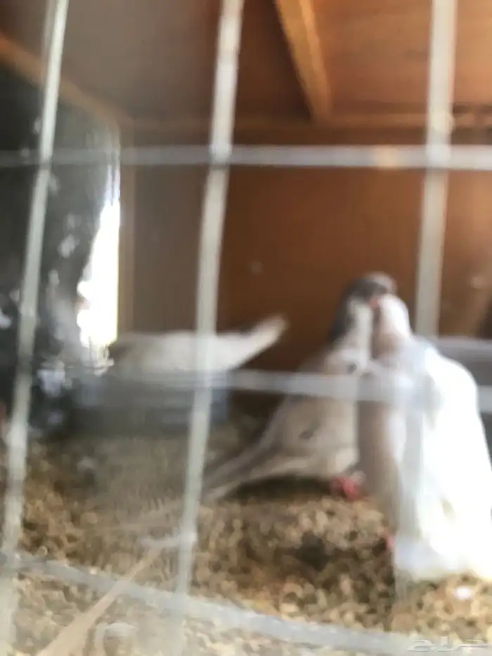 قلاب كوره الوان حلوه 2