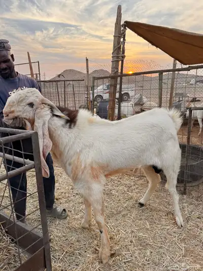 تيس فحل كفوا index