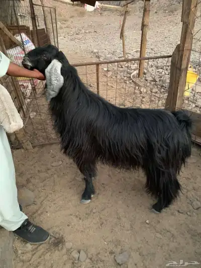 تم البيع الله يبارك للمشتري index