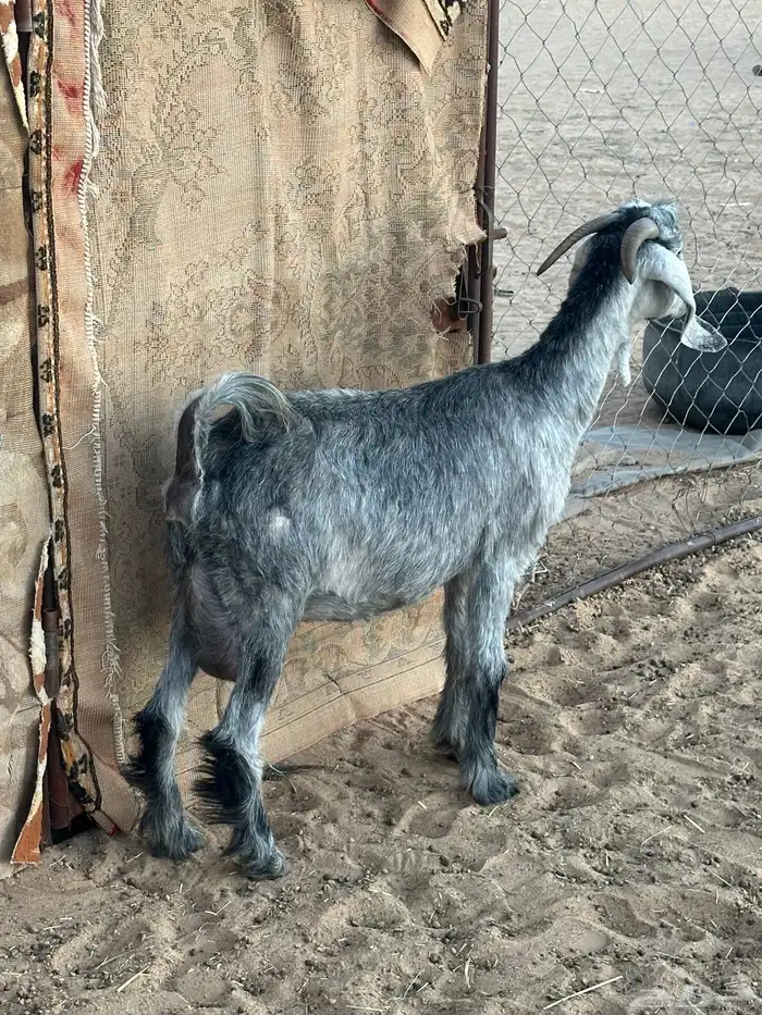 سديس دافع حاشد تلد 0